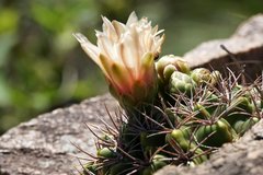 Gymnocalycium mostii