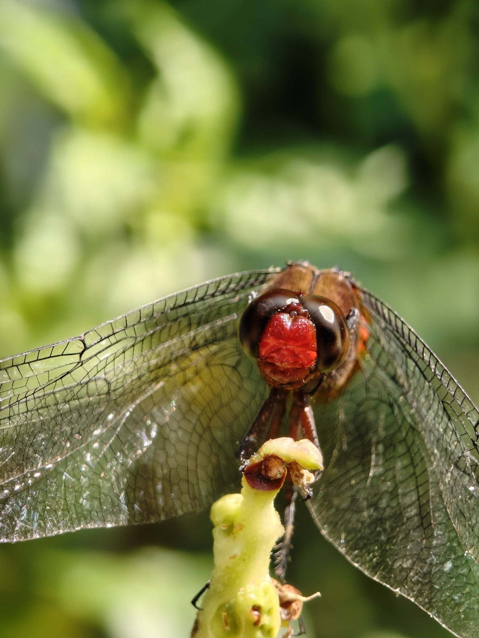 Spine-Tufted Skimmer