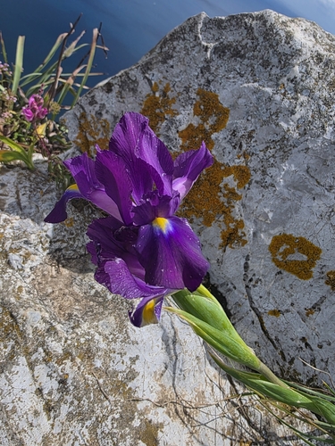 Image of Iris filifolia by (c) Jacek Pietruszewski, some rights reserved (CC BY)