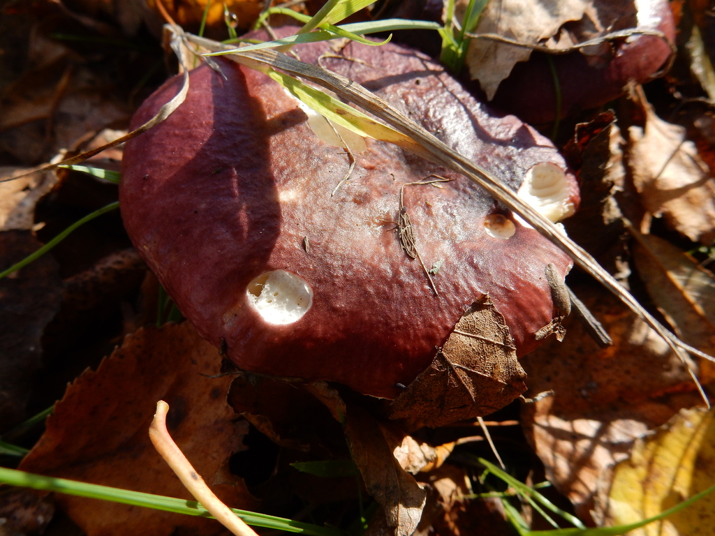 Russula nitida