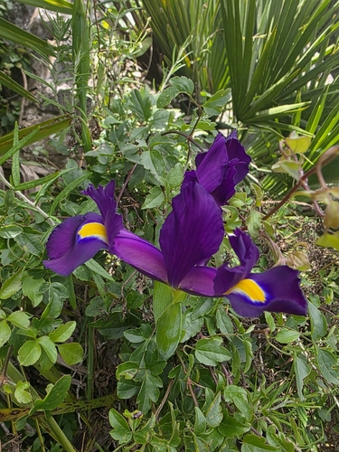 Image of Iris filifolia by (c) Jacek Pietruszewski, some rights reserved (CC BY)