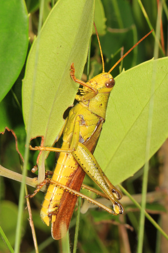 Leather-colored Bird Locust