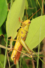 Schistocerca alutacea