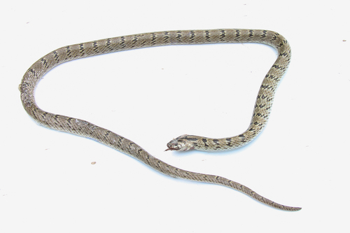 Churah Valley Kukri snake [churahensis], Oligodon russelius