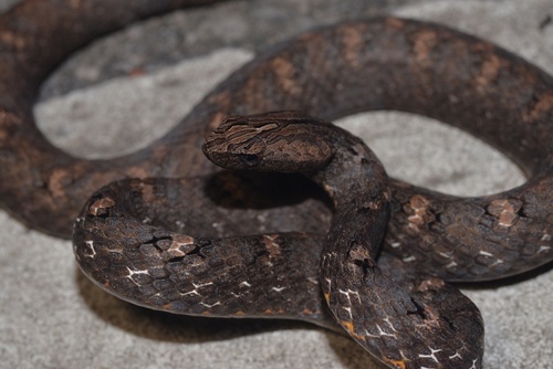 Common Mock Viper