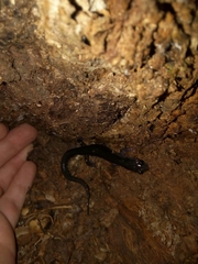 Plethodon metcalfi