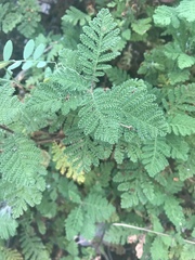 Chamaebatia foliolosa