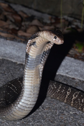Chinese Cobra