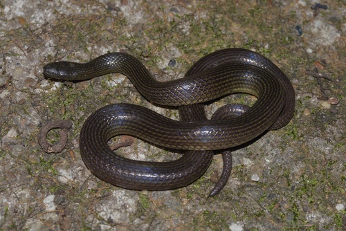 Guangxi Mountain Keelback