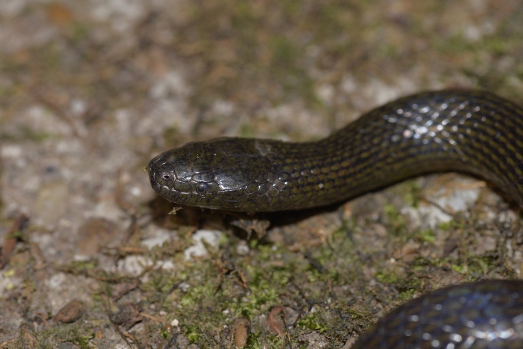 Guangxi Mountain Keelback