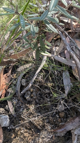 Image of Entolasia stricta by (c) Alesha Teitzel, some rights reserved (CC BY)