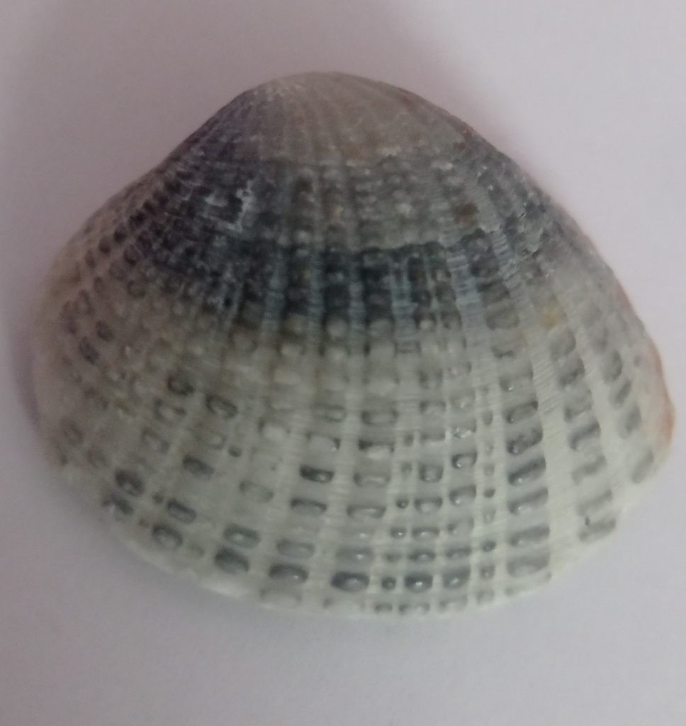 Gafrarium tumidum