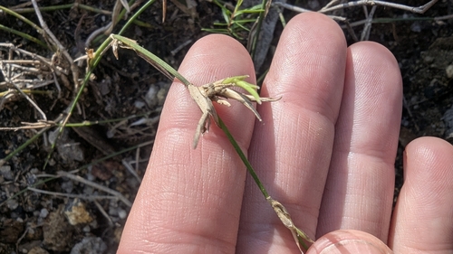Image of Entolasia stricta by (c) Alesha Teitzel, some rights reserved (CC BY)