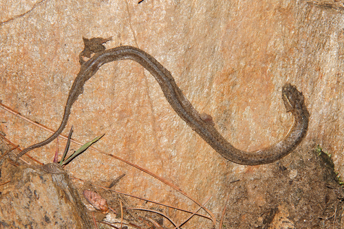 Himalayan Keelback, Herpetoreas platyceps