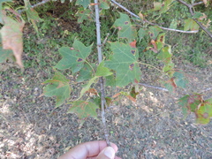 Acer cappadocicum