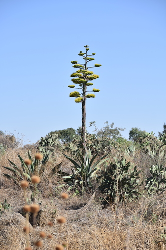 Giant Century Plant