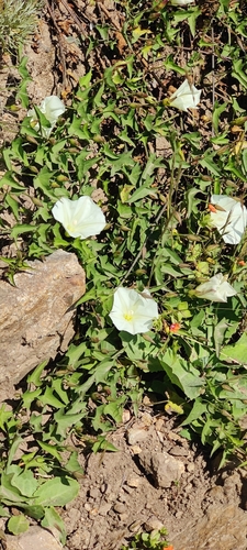 Image of Calystegia purpurata by (c) Katherine Scott, some rights reserved (CC BY)