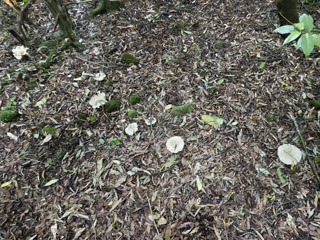 Clitocybe nebularis · May 2025 · photo: © jeremy_rolfe (iNaturalist, cc-by)