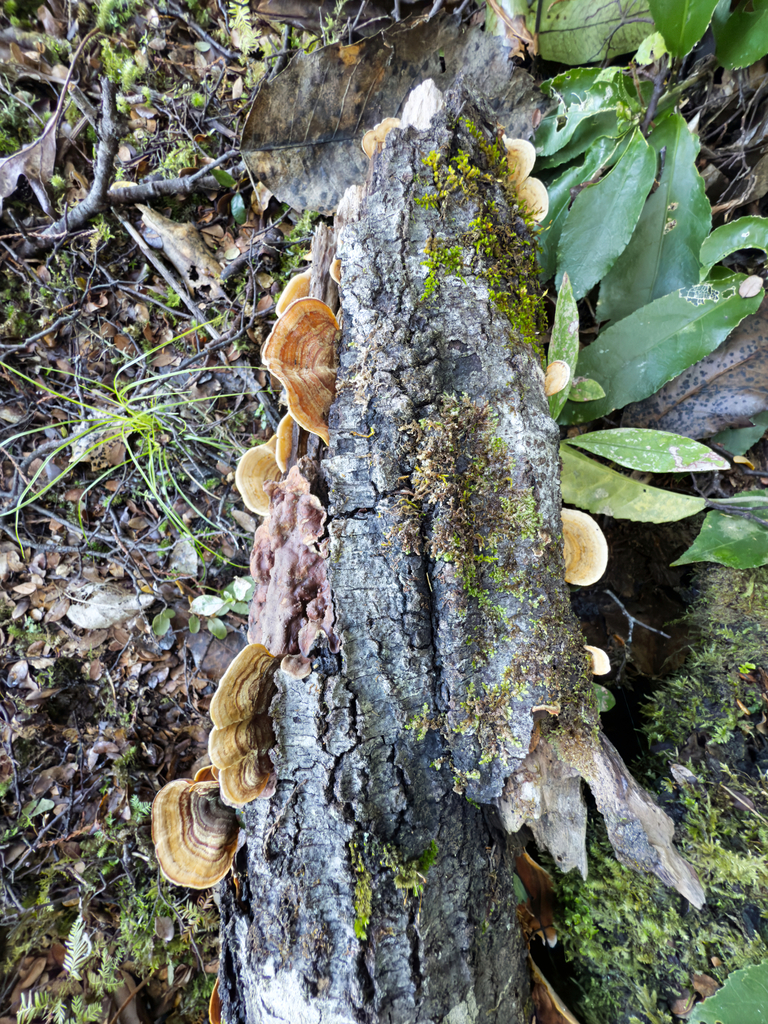 Stereum ostrea · May 2025 · photo: © jeremy_rolfe (iNaturalist, cc-by)