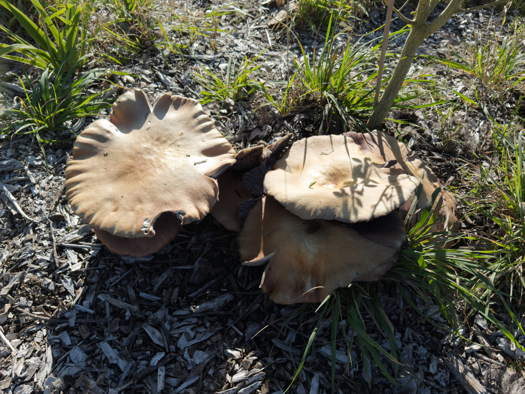 Stropharia rugosoannulata · May 2025 · photo: © jeremy_rolfe (iNaturalist, cc-by)