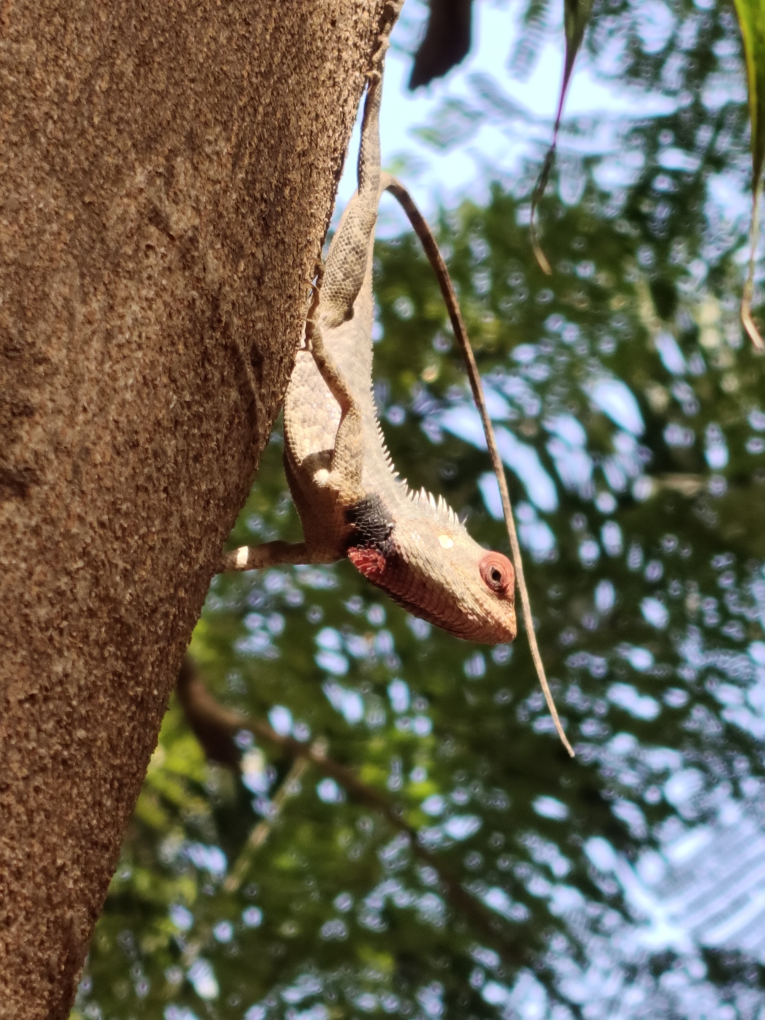 Oriental Garden Lizard