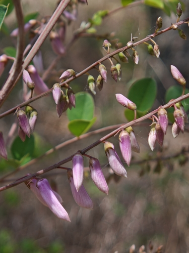 Indigofera kirilowii iNat (2)