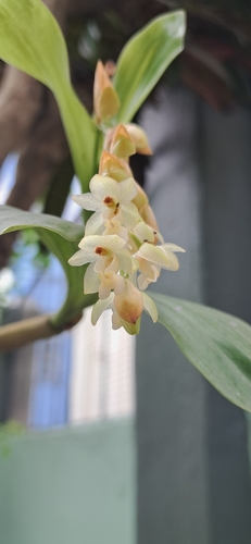 Coelogyne articulata, photograph 1