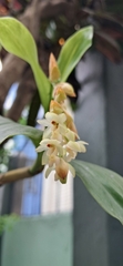 Coelogyne articulata, photograph Sandipan Das, CC BY, iNaturalist via GBIF