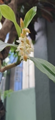 Coelogyne articulata, photograph Sandipan Das, CC BY, iNaturalist via GBIF