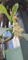 Coelogyne articulata, photograph Sandipan Das, CC BY, iNaturalist via GBIF