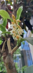 Coelogyne articulata, photograph Sandipan Das, CC BY, iNaturalist via GBIF