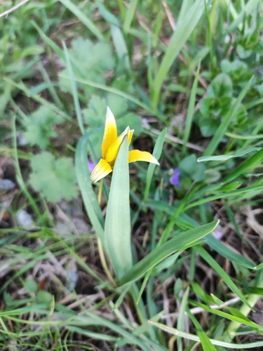Tulipa dasystemon, photograph 6