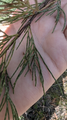 Image of Callitris monticola by (c) Alesha Teitzel, some rights reserved (CC BY)