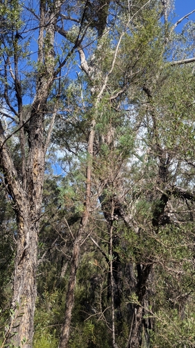 Image of Callitris monticola by (c) Alesha Teitzel, some rights reserved (CC BY)