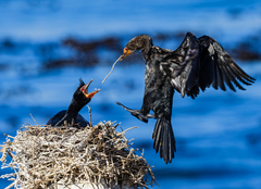 Crowned Cormorant photo 4
