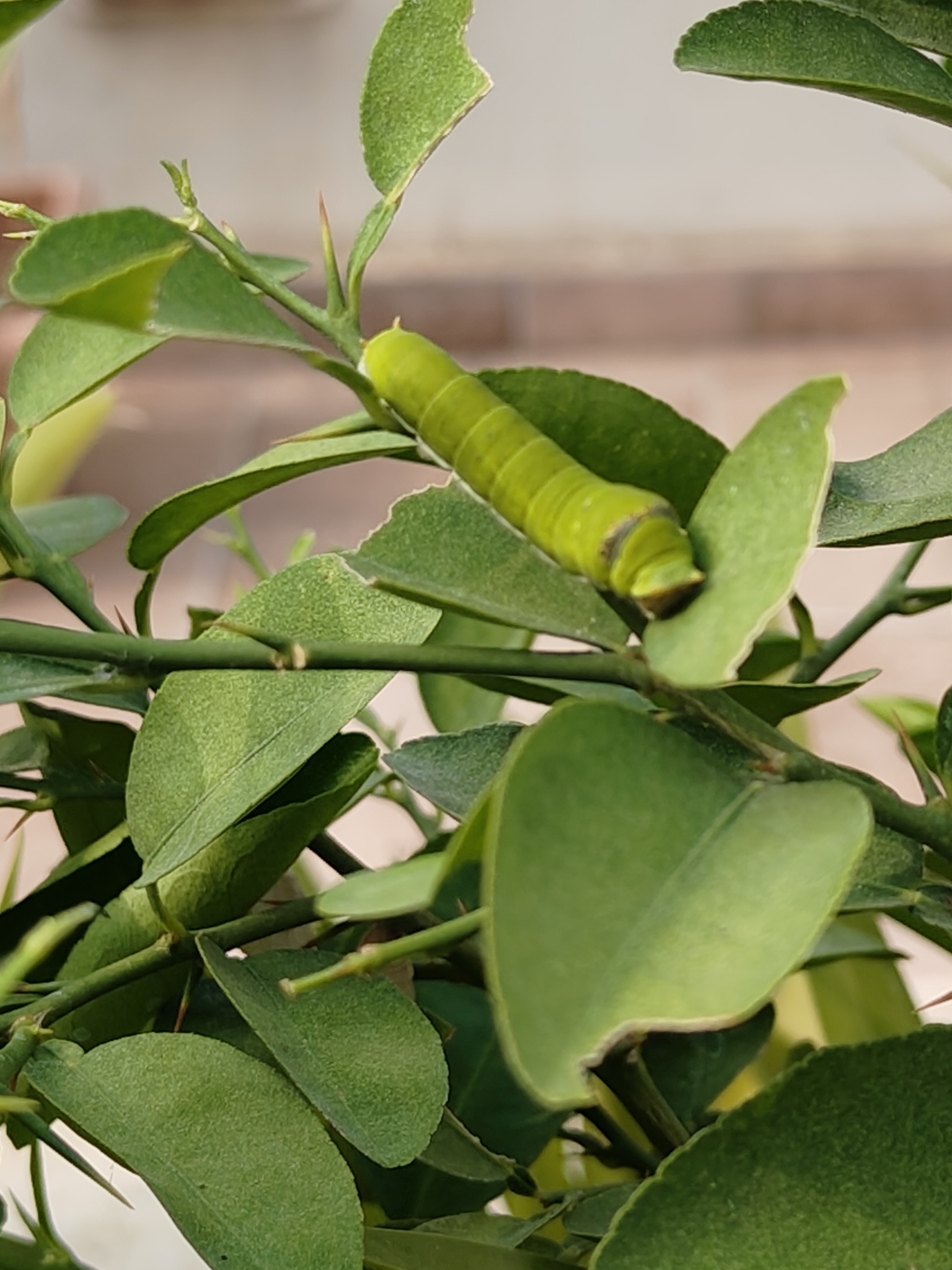 Lime Swallowtail