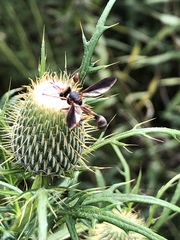 Physocephala sagittaria