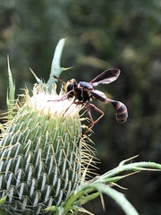 Physocephala sagittaria