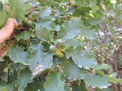 Quercus petraea iberica