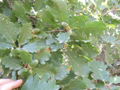 Quercus petraea iberica