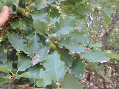 Quercus petraea iberica