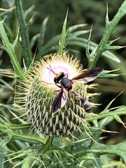 Physocephala sagittaria