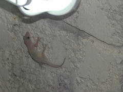 Hemidactylus mabouia