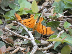 Marpesia petreus