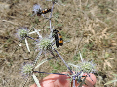 Eryngium caeruleum