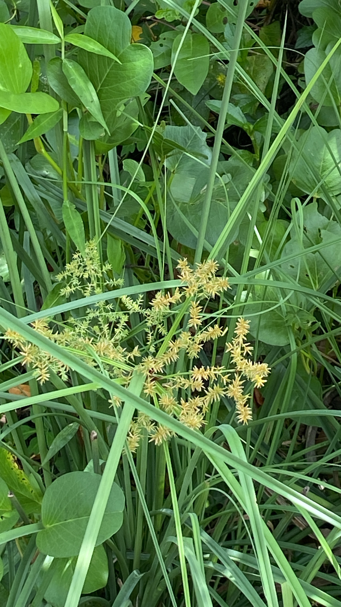 Cyperus javanicus — ảnh 3