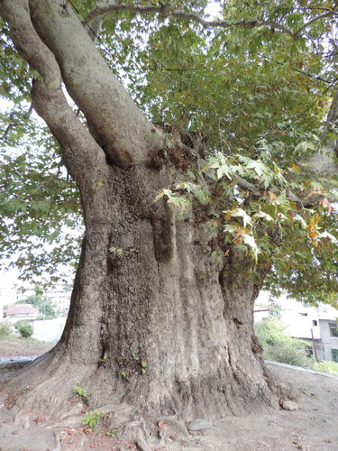platan východný (Platanus orientalis)