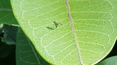 Asclepias syriaca