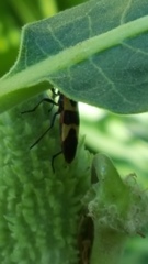 Asclepias syriaca