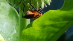 Asclepias syriaca